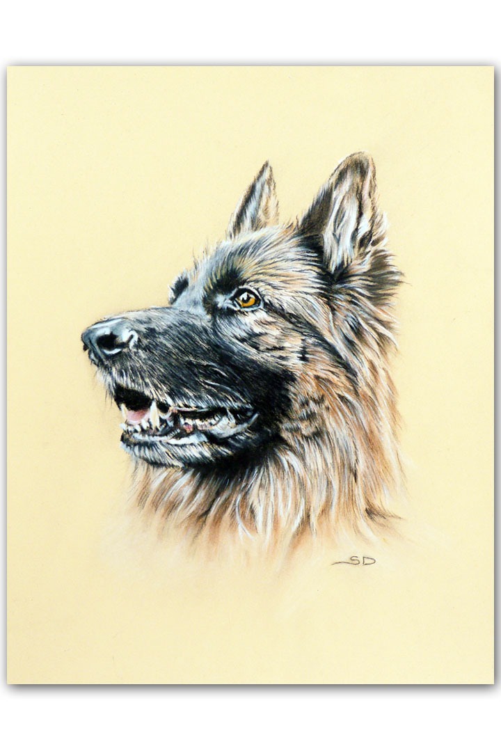 Custom pet portrait, hand drawn in pastel pencils