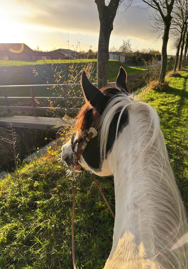 paard die naar de horizon kijkt