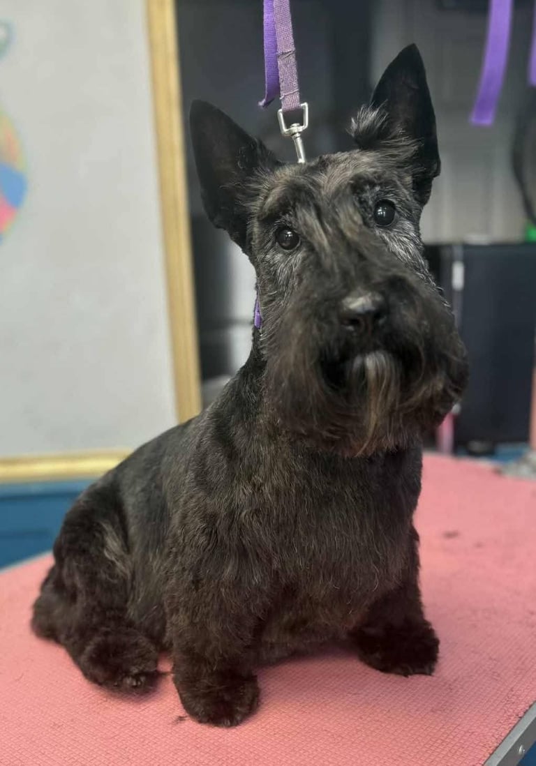 All breeds styled to perfected and picture perfect