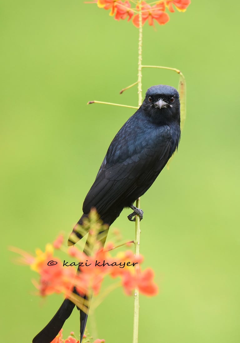 A Drongo bird.