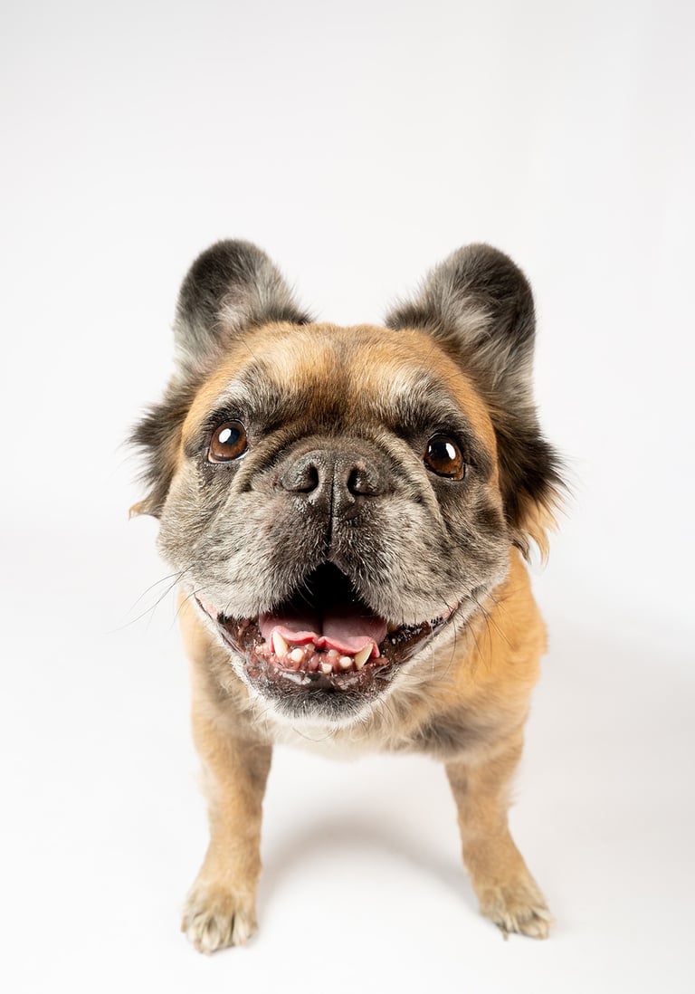 Fotografia de mascotas en bogota, foto estudio a Canela una bulldog francés fluffy hermosa