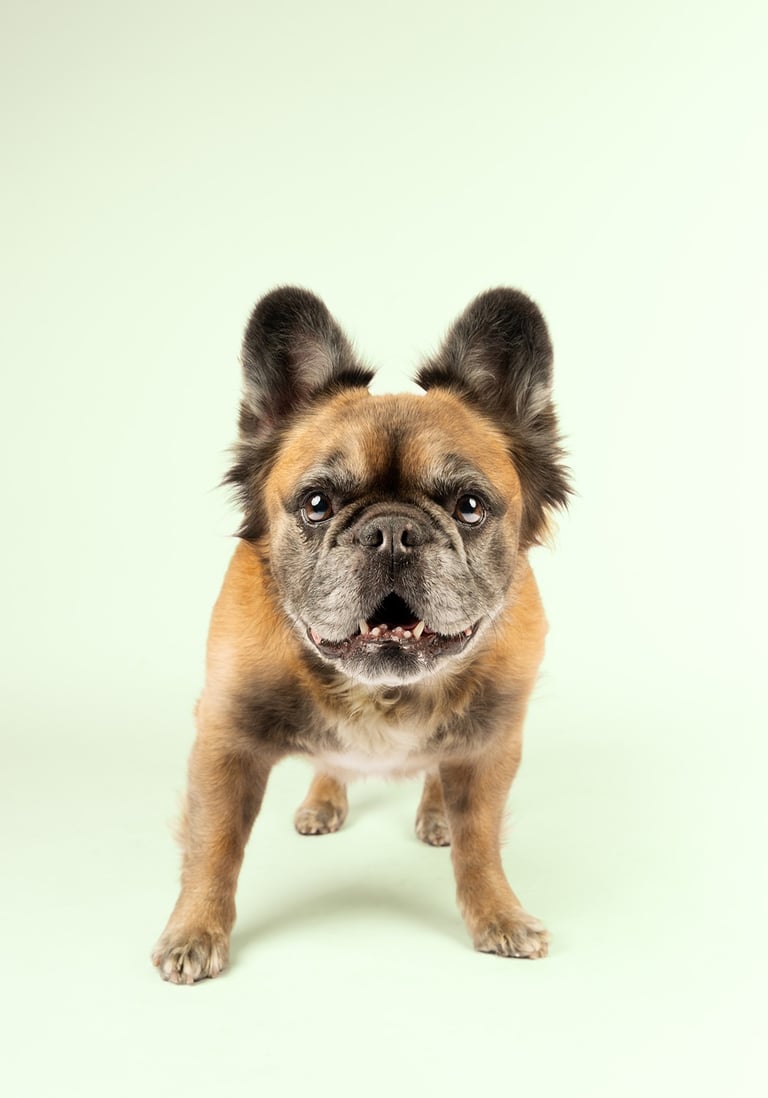 Fotografia de mascotas perros por pneuma en bogota Colombia a canela bulldog francés fluffy