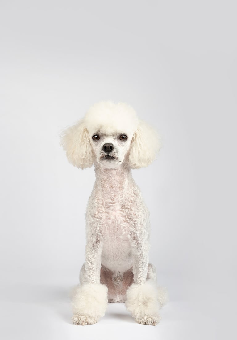 foto de perro en estudio