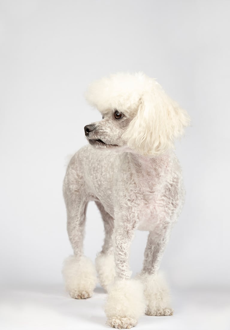 fotografia en estudio de perro