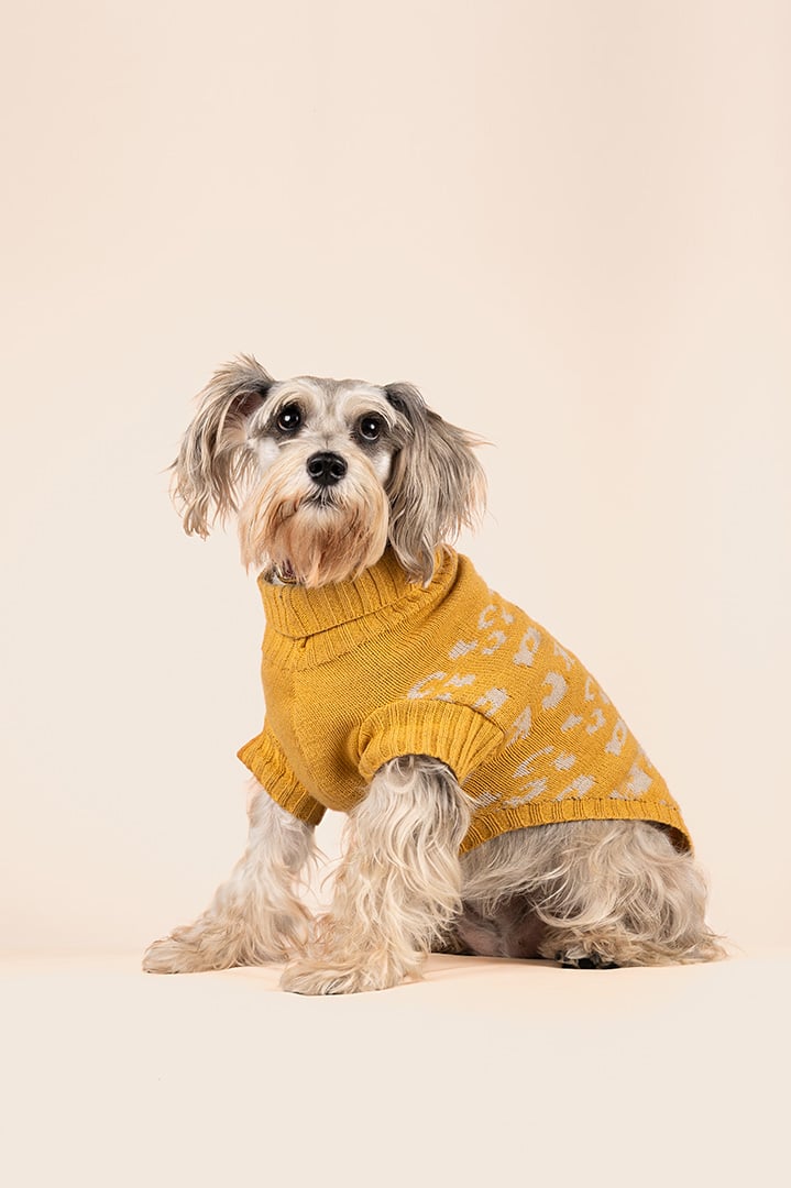 Fotografia a mascota perro en Bogota