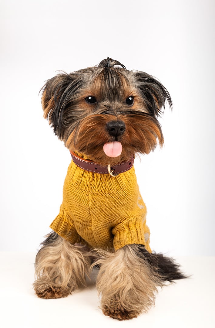 fotografia de perro en bogota