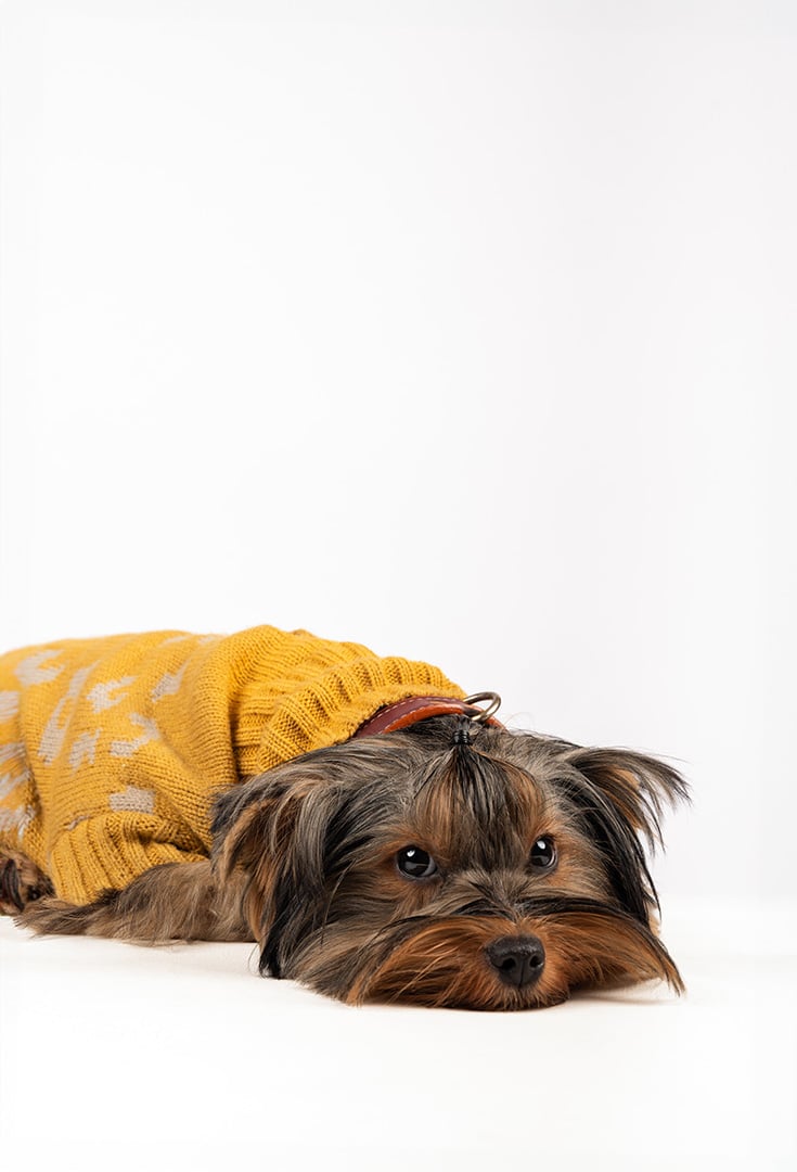 fotografia de animal en bogota