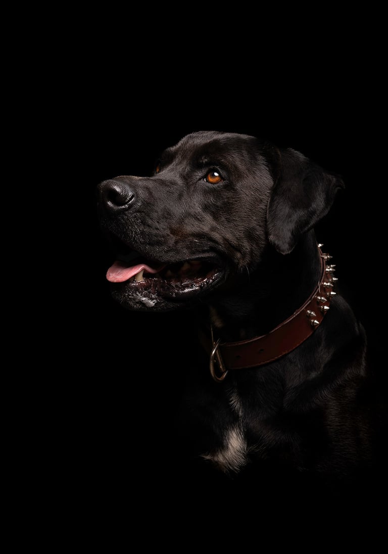 perro en sesión de fotografia