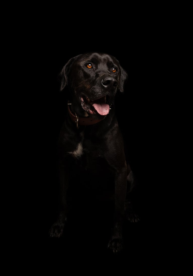 foto de mascota en estudio