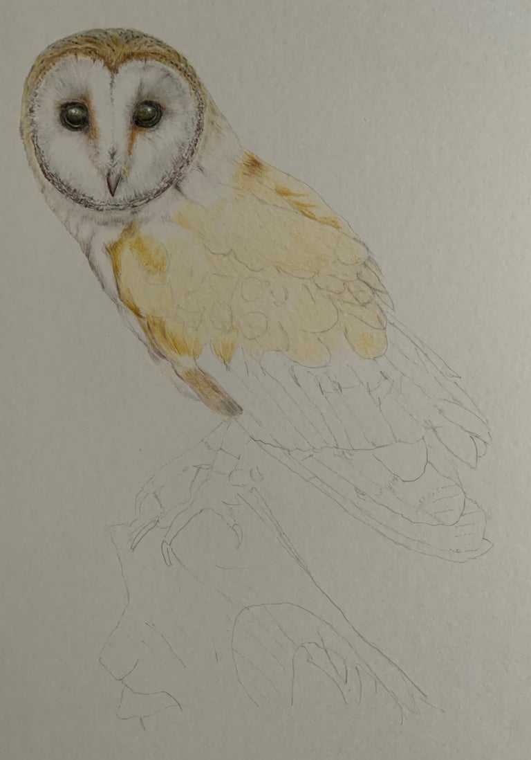 Owl portrait