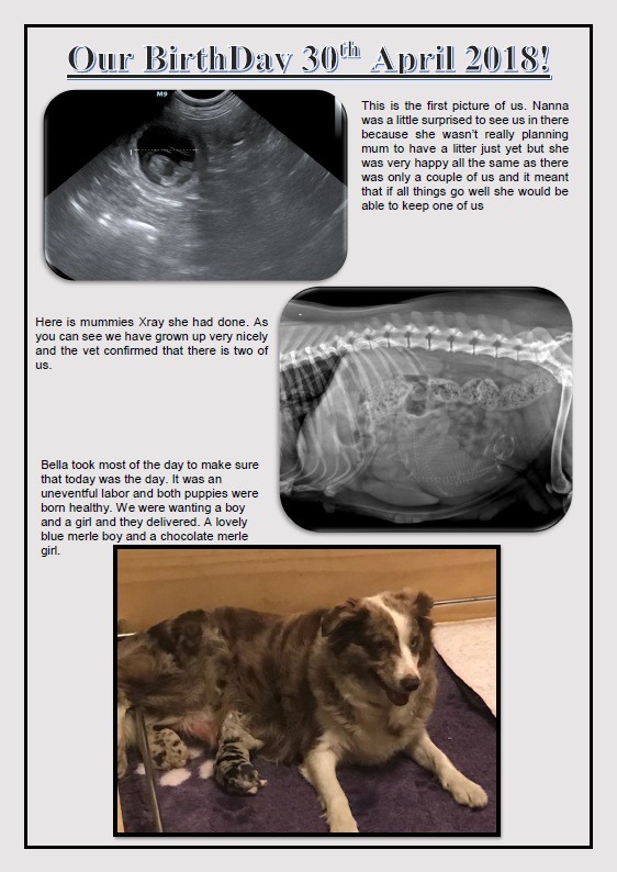 surprise litter border collies