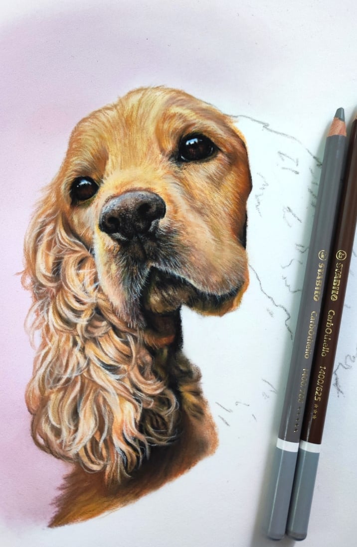 a pastel drawing of a cockerspaniel dog 