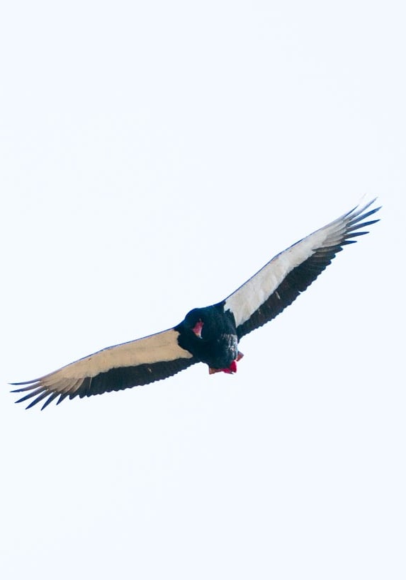 Bateleur Eagle soaring high in the sky