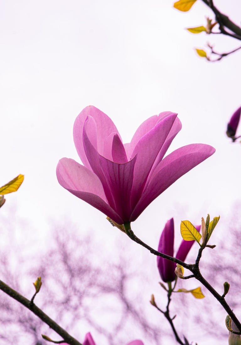 Thumbnail of a flower and nature.