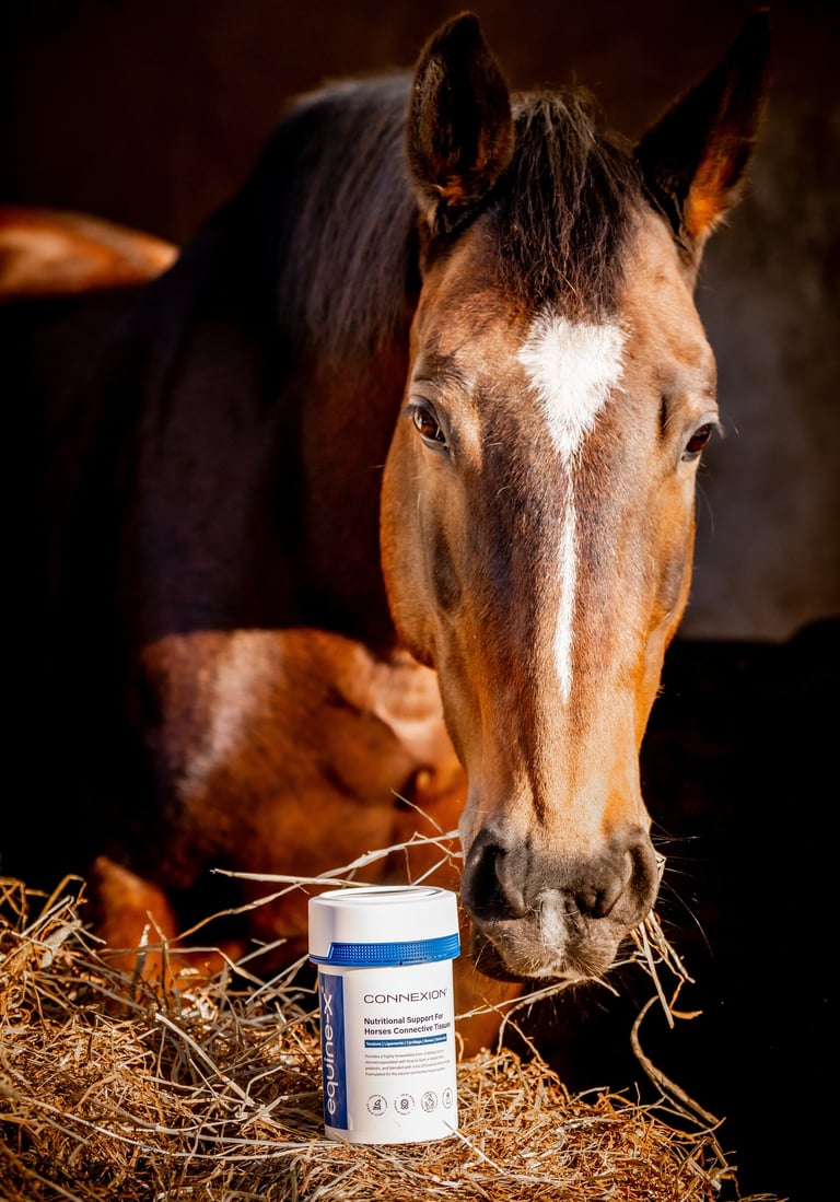 a horse with a tub of CONNEXION horse supplement in a hay field