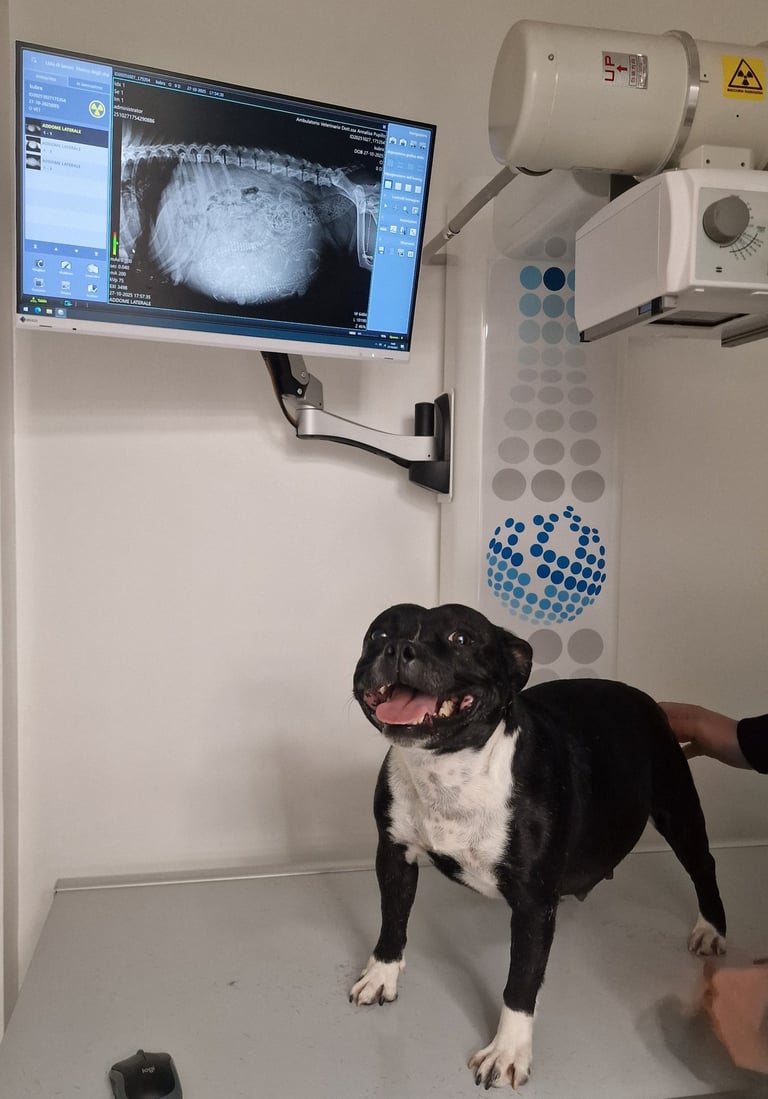 Radiografia Rx Staffordshire Bull Terrier Grecalestaffs allevamento pedigree enci fci