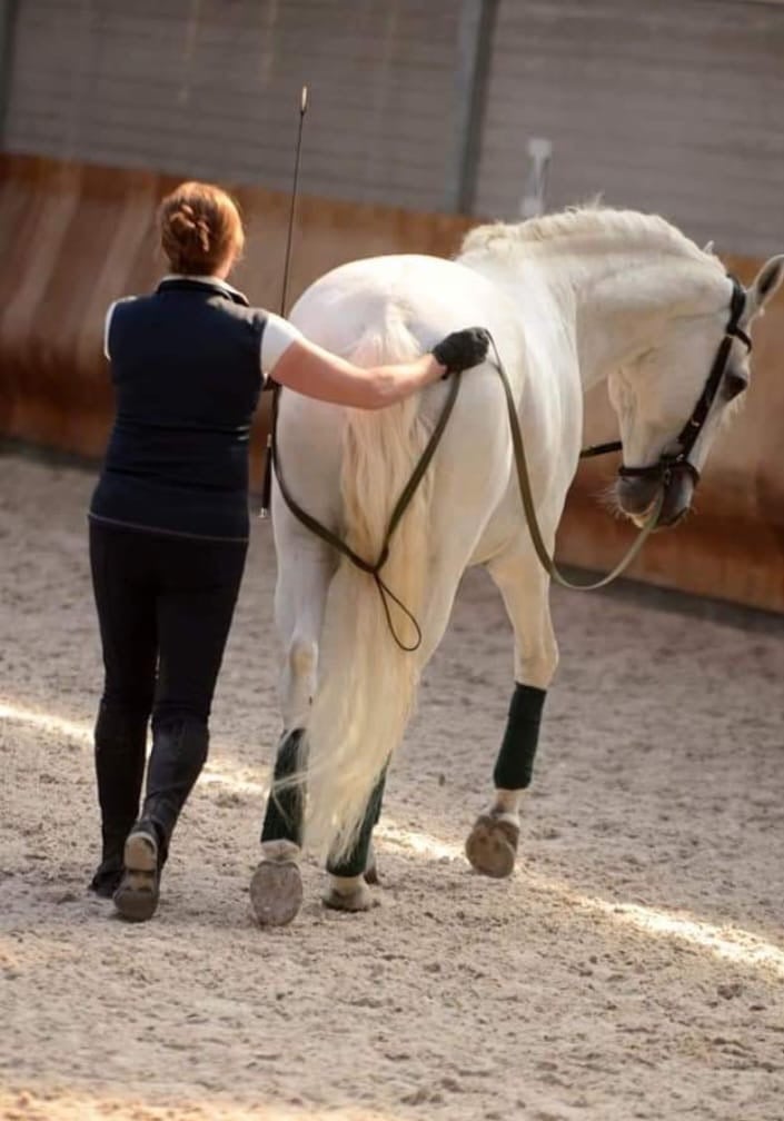 travail longue rênes