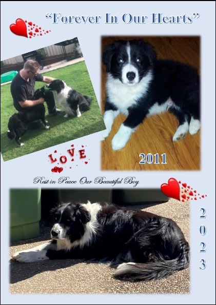 losing your pet border collies best friends