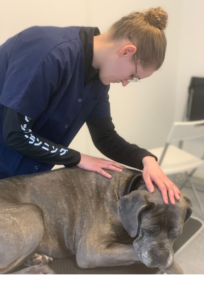 Ostéopathie animale, séance pour un chien