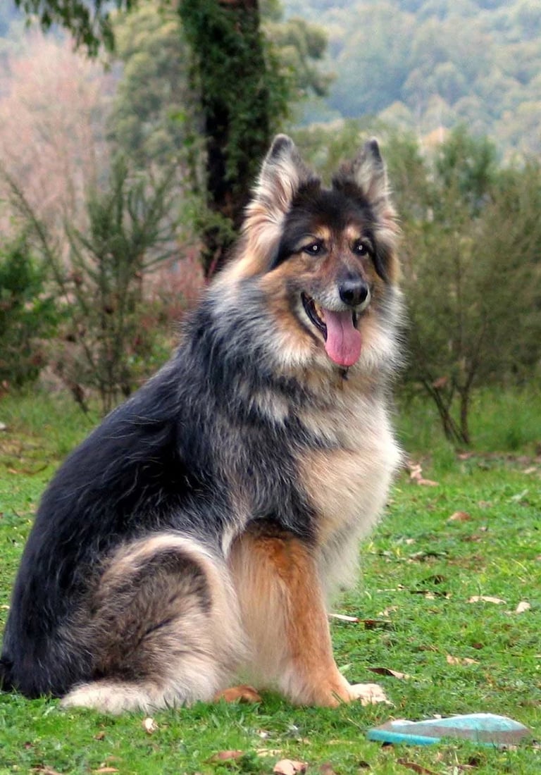 a dog sitting on the grass with a frisbee in its mouth