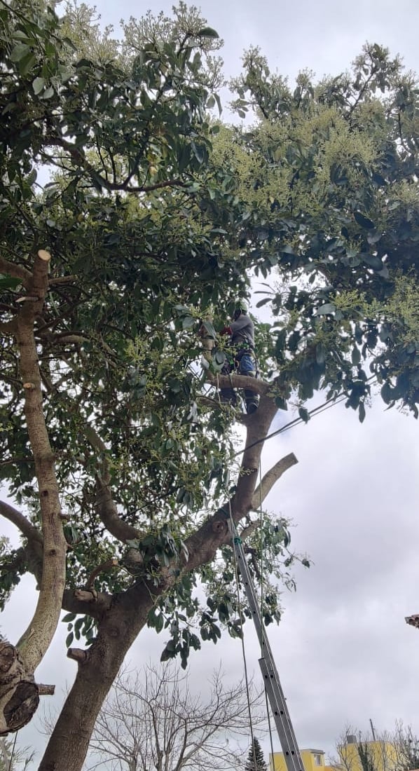 Professional arborist pruning a large tree using a ladder and safety gear under a cloudy sky.