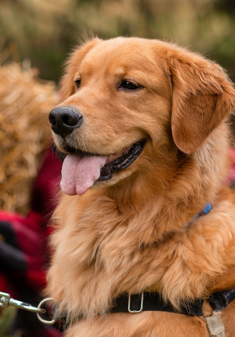 dogAdvisor β² dogadvisor β² dog advisor β² Blog for new dog owners β² dogs β² dog advisers β² dog advisors