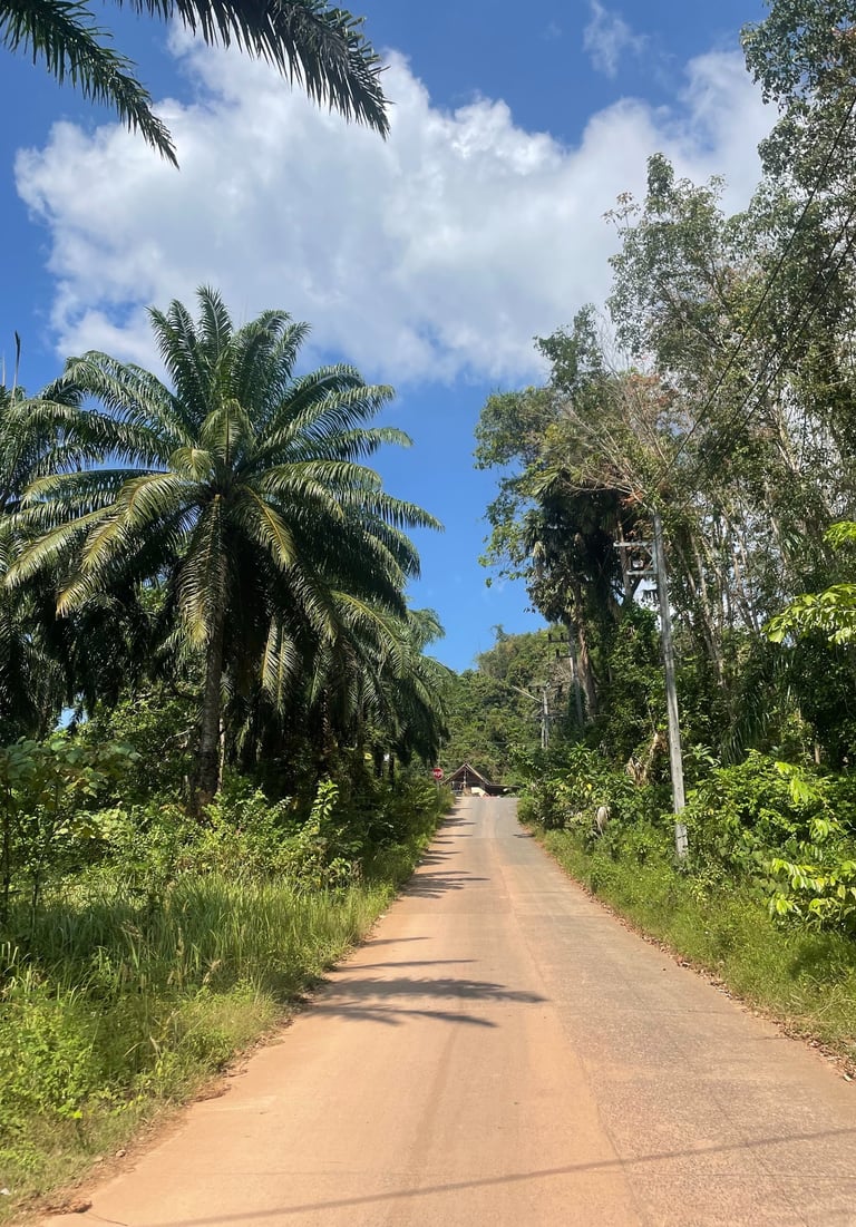 droga z palmami Krabi Tajlandia