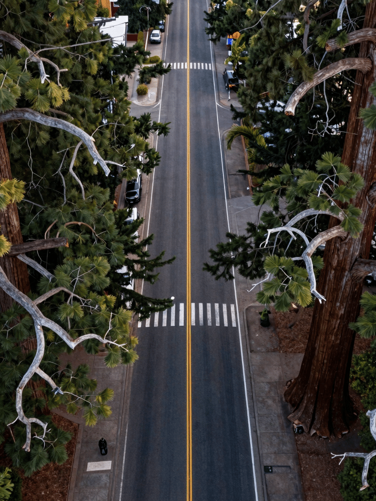 An artistic aerial shot capturing the contrast between the organic, curved branches of a sequoia and the straight, geometric lines of a city street in Eugene, Oregon. Professional composition.