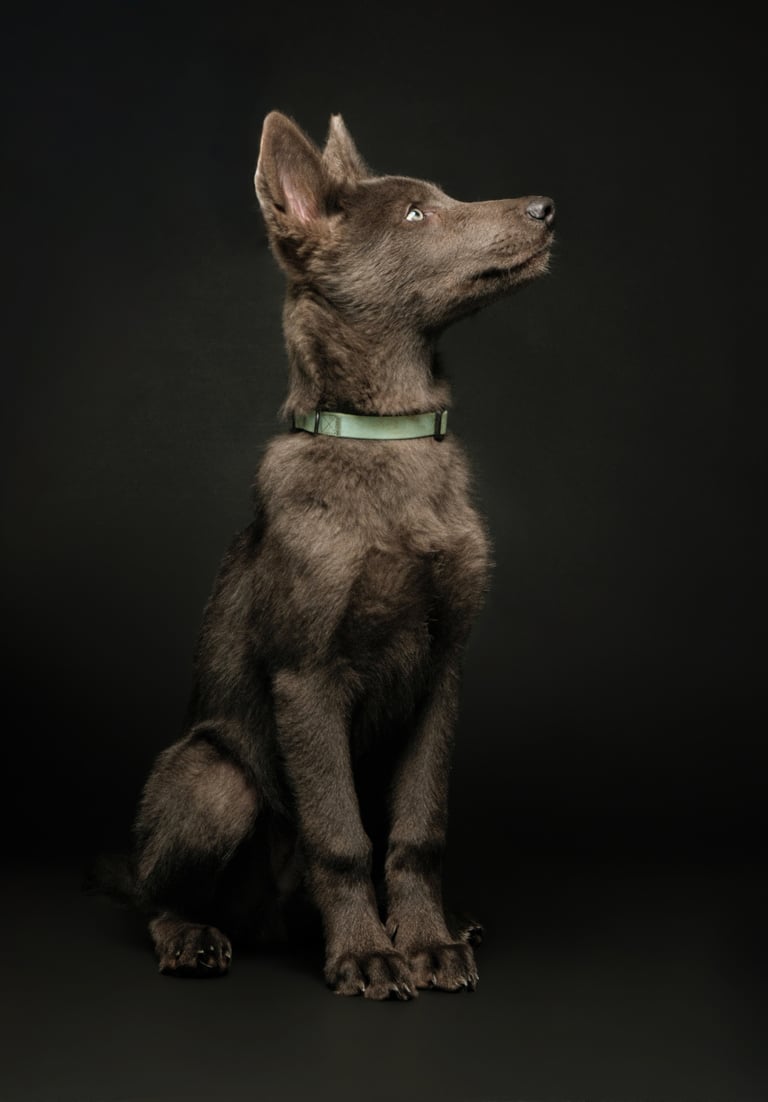 Portrait chien studio finistère brest