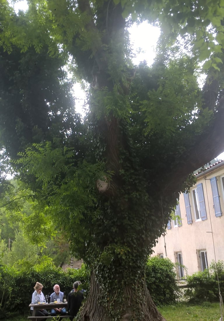 Lunch under the giant tree