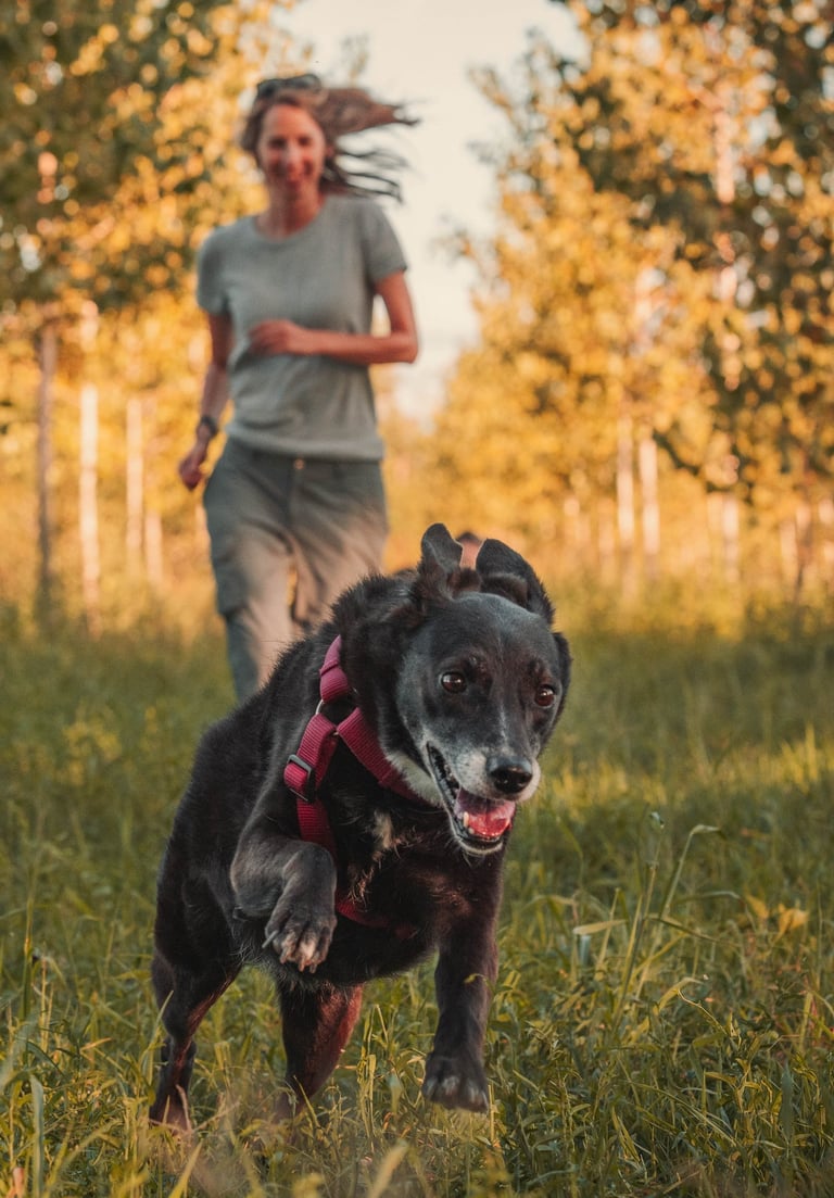 cane che corre con ragazza dietro e sfondo di alberi al tramonto