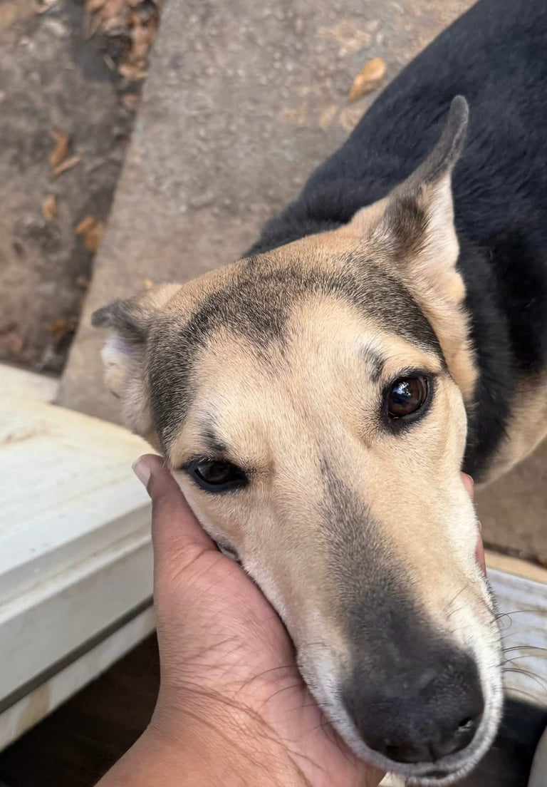 Pet sitter's hand gently petting a dog's face at Raising Paws Pet Boarding in Forest Park GA.