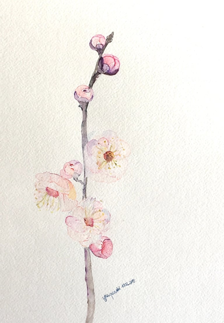 Sakura Japanese Cherry Blossom Watercolor Painting by Weronika Kacperski
