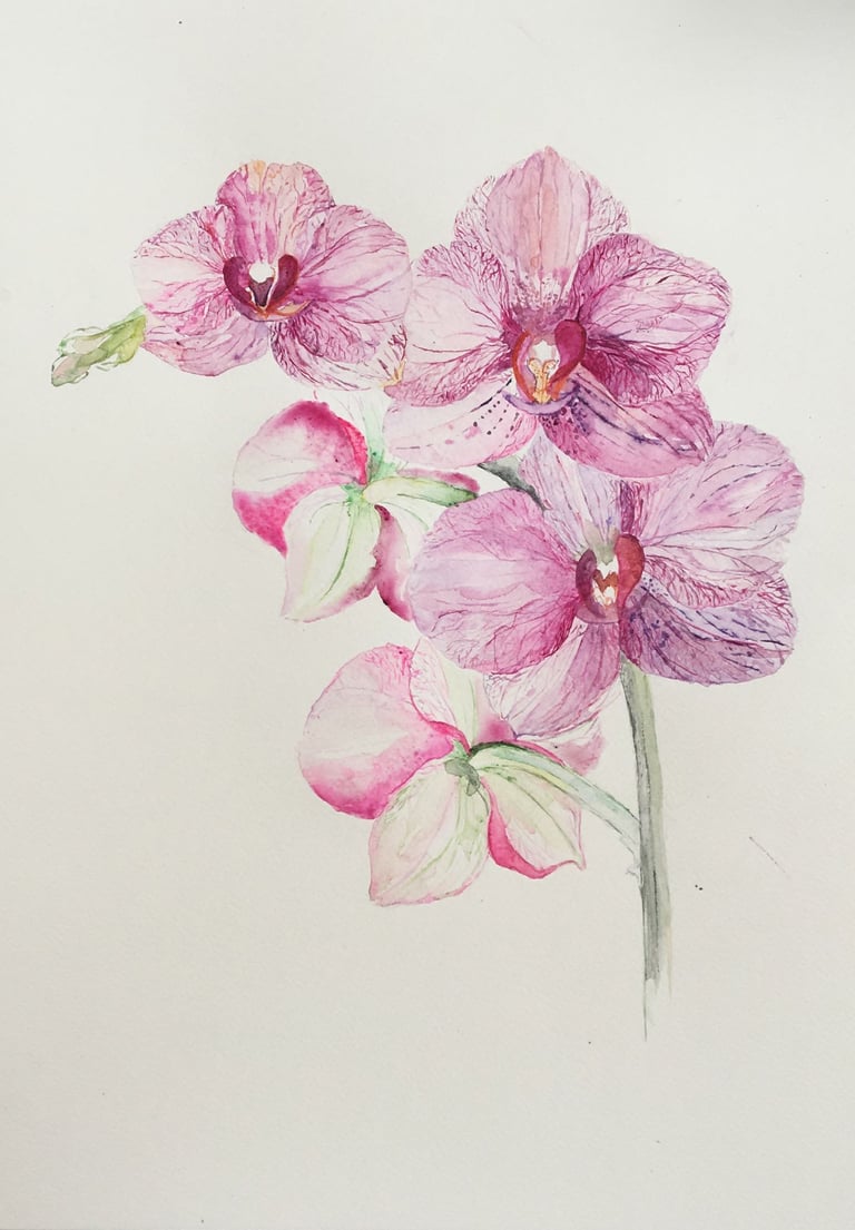 weronika kacperski art | fuchsia orchid blossom watercolor painting 