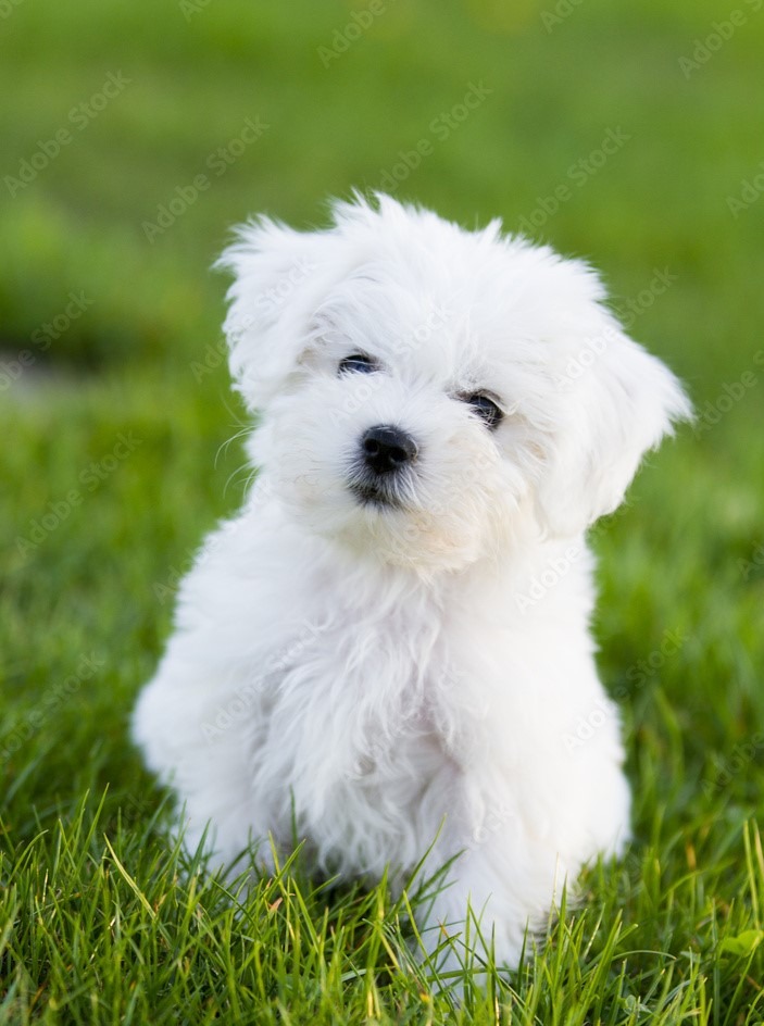 Perfect Paw Pups Maltese Puppy in grass