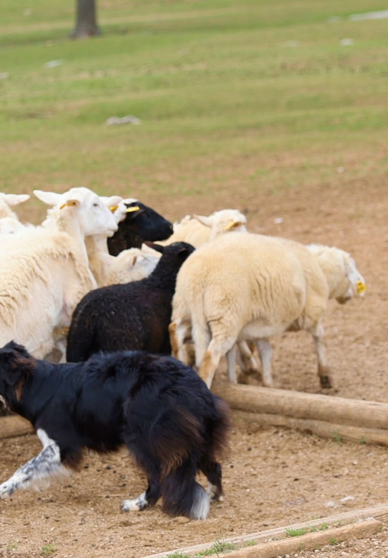 Herd of sheep