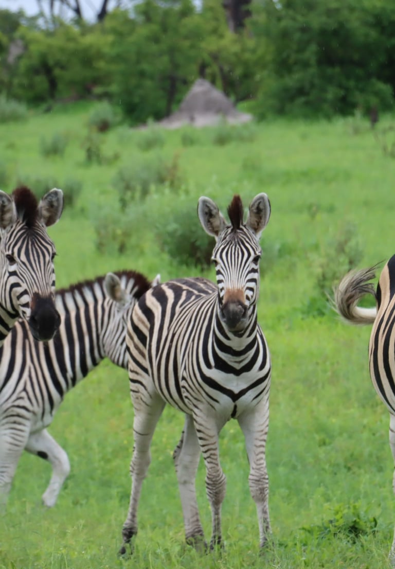 Zebras in Moremi Game Reserve 