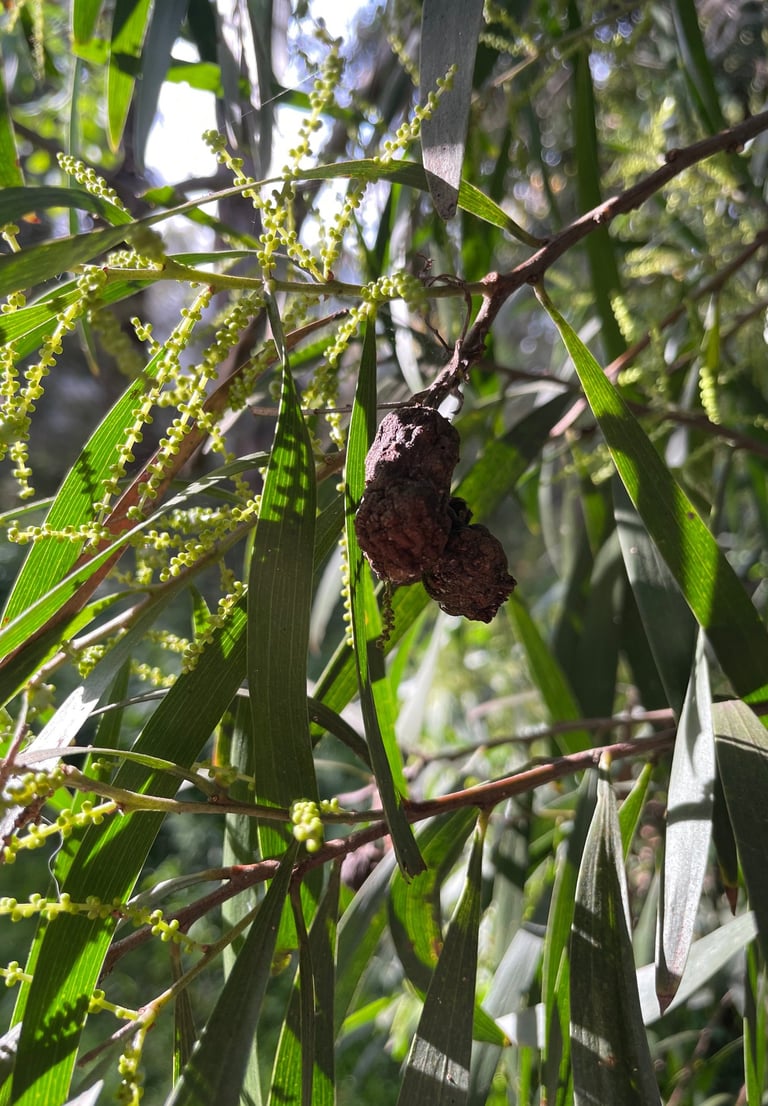 Acacia tree with galling wasp 
