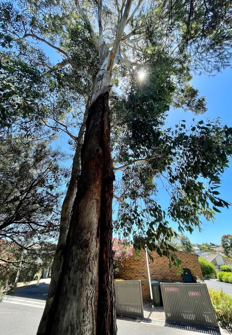 Eucalyptus tree in an urban setting with borer insect damage.
