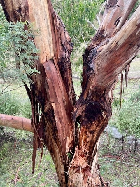 Aerial assessment of a split Eucalyptus tree