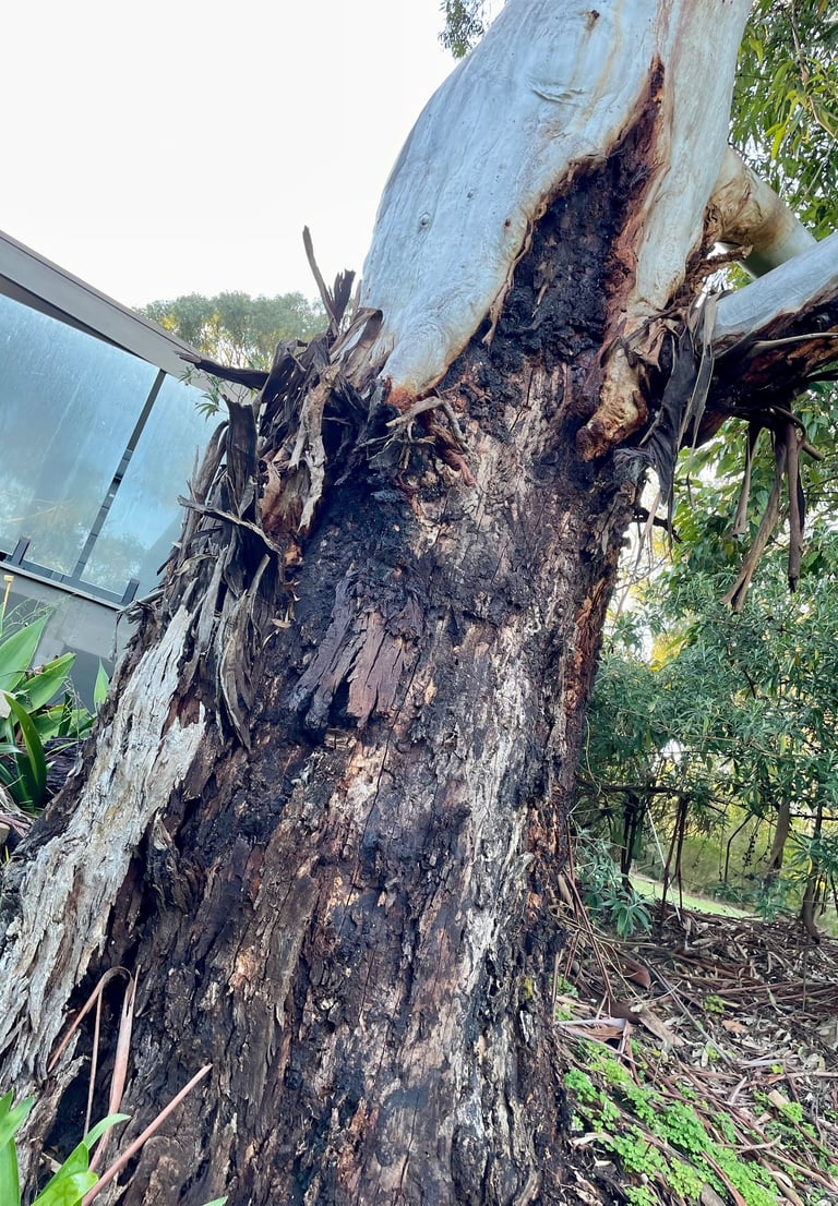 Eucalyptus tree with borer insect damage