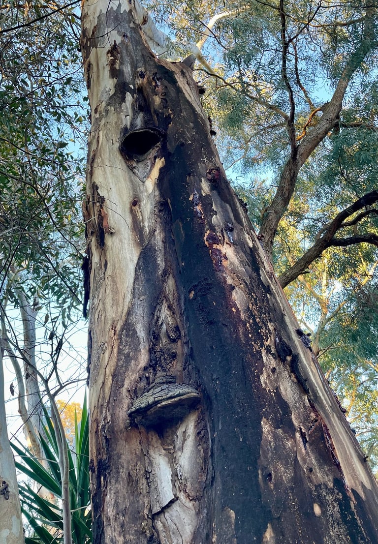 Eucalyptus tree with fungal brackets