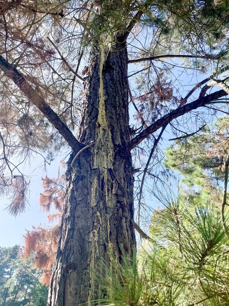Radiata pine tree with excessive sap