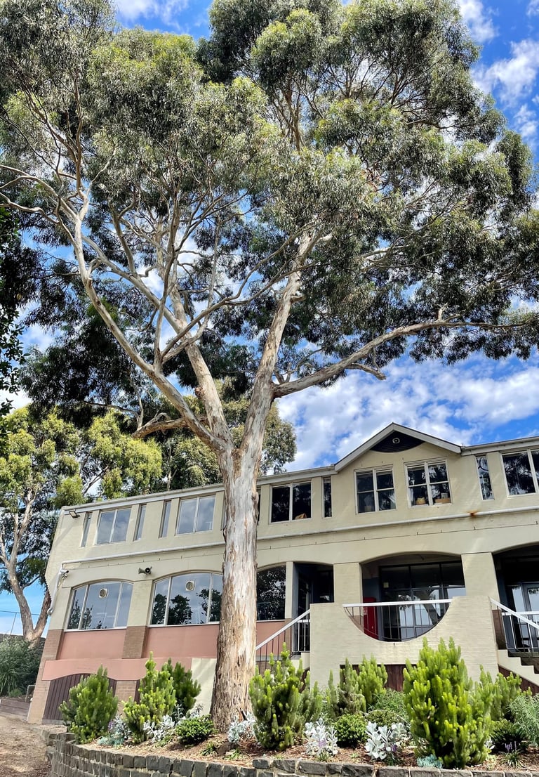 Eucalyptus melliodora tree in urban setting