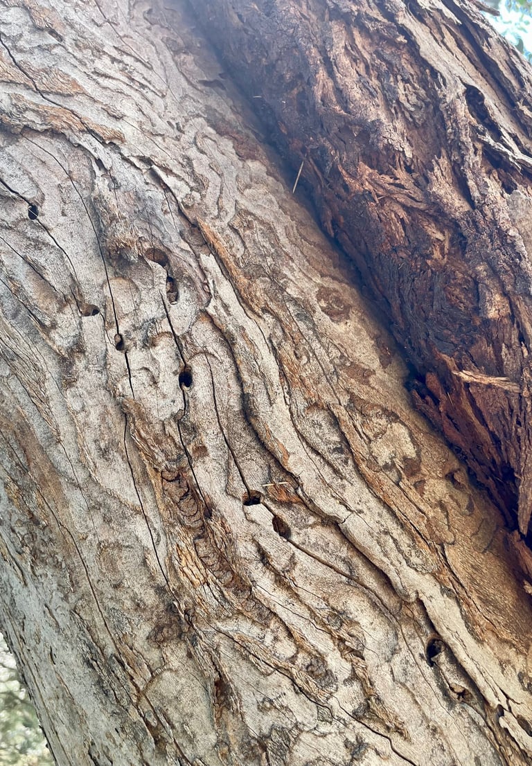 Borer insect marks on tree wood