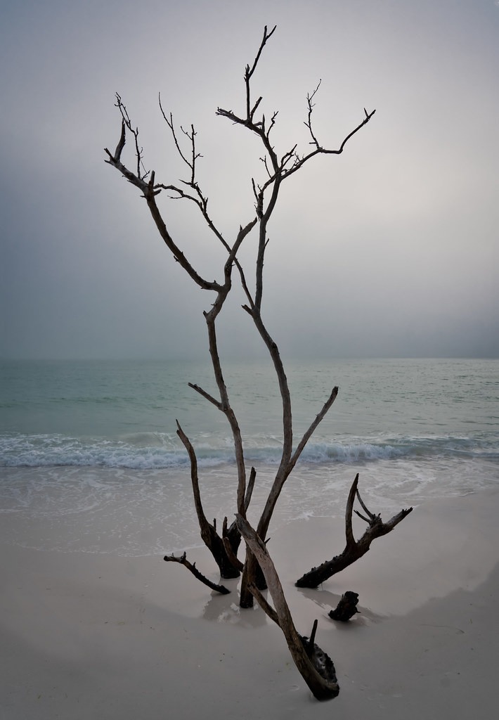 Longboat Key beach driftwood
