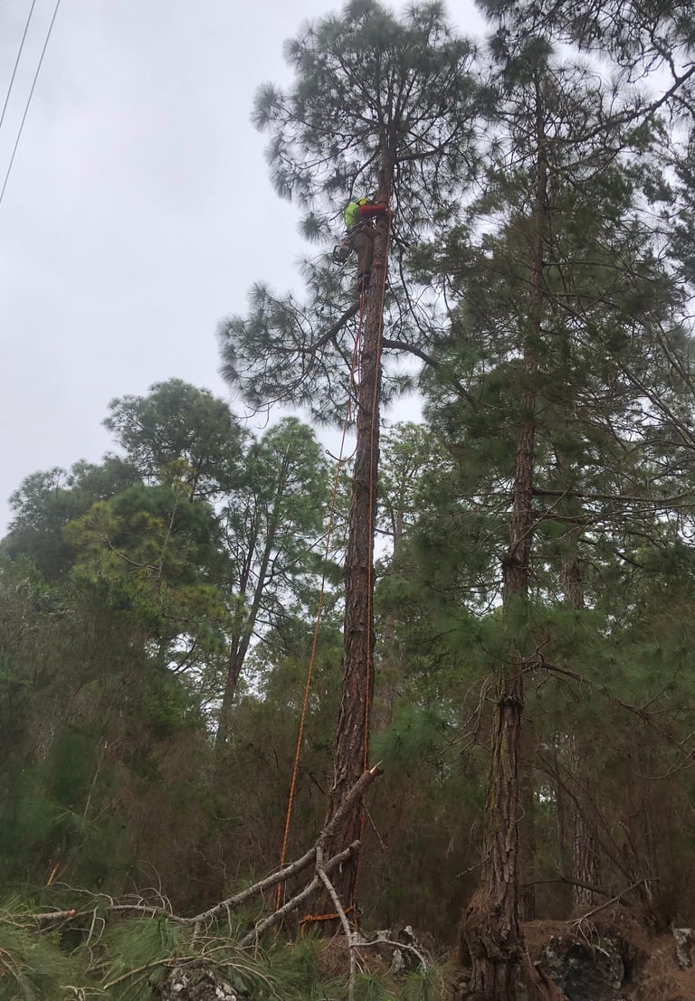PODA EN ALTURA
