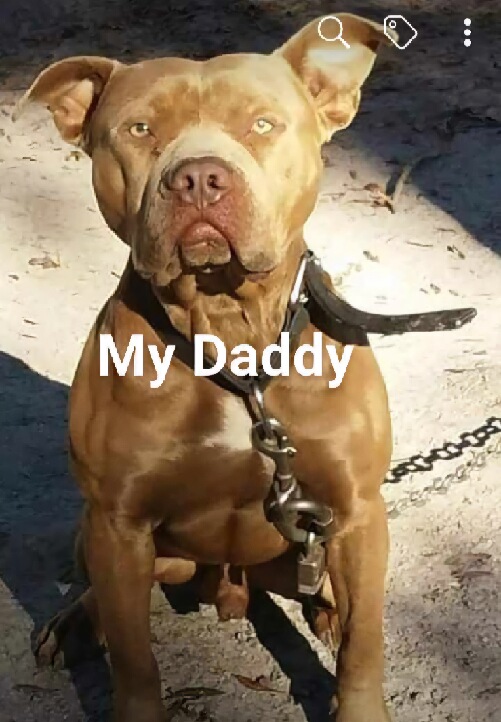 A strong brown pit bull with a focused expression is sitting on a sandy ground.