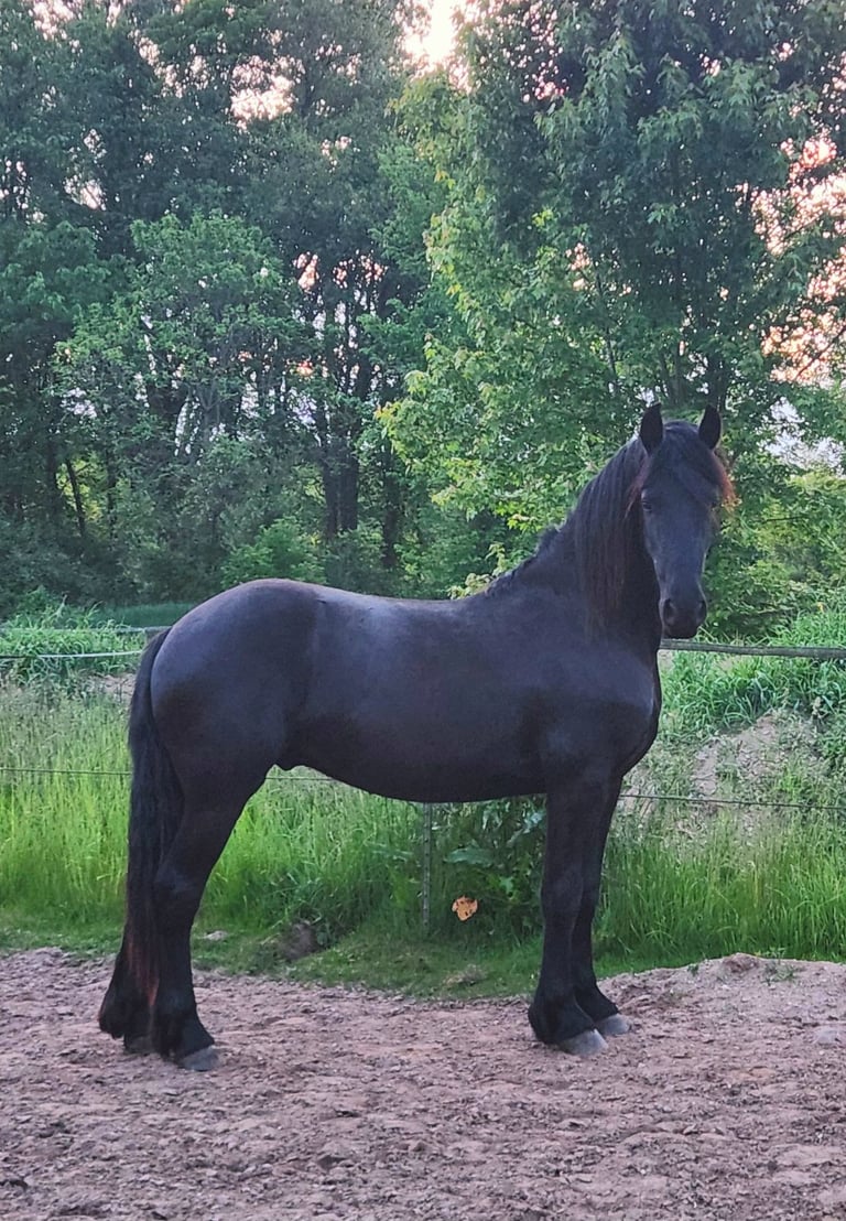 KFPS FHANA purebred Friesian gelding for sale