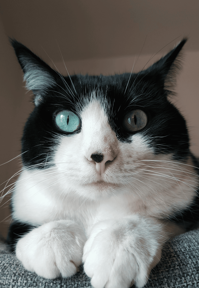 Chat Félinités comportementaliste